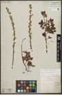 Foto von Salix starkeana Willd.